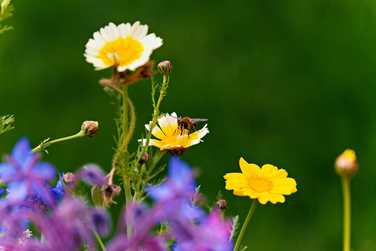 A bee collects nectar from a yellow and white daisy with a blurred green background.