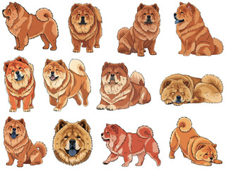 Fototapeta premium Chow Chow dog 12 profile poses collection vector illustration
