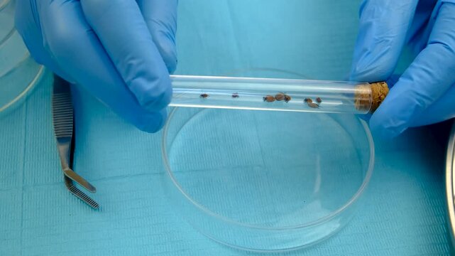 The tick laboratory is conducting an analysis. Selective focus.