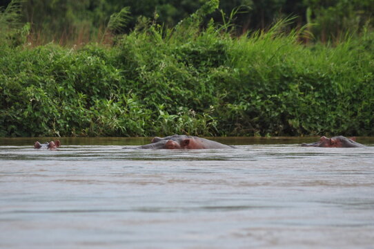 Hipo in The Niger River in West Africa
