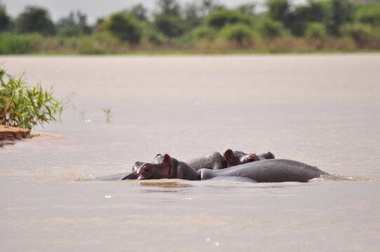 Hipo in The Niger River in West Africa