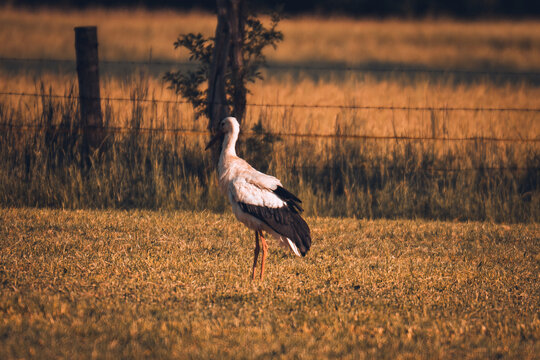 Storch