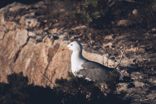 M&ouml;we
