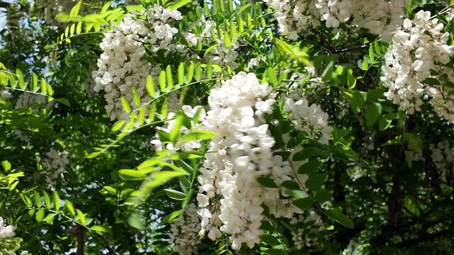 Large clusters of flowering white acacia on the branches in spring and summer. Fragrant flowers of honey white acacia