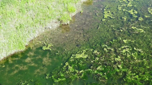 Green water shows signs of algae growth with patches of grass along the banks. The scene captures a pond under sunlight during midday.
