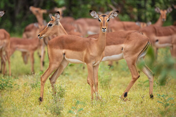 Fototapeta premium Herd of female Impalas (Aepyceros melampus). The central focus is a prominent female impala (ewe) standing alert and looking directly at the camera, with other members of the harem blurred in the back
