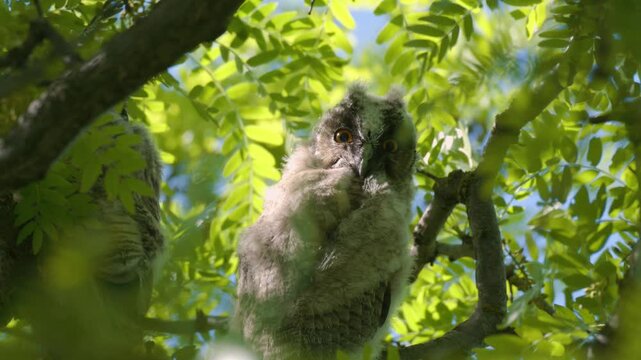 Young Long-eared Owl (Asio otus) chicks hide among tree branches during daytime in their natural habitat. Slow-motion wildlife footage showing natural owl behavior in the wild.