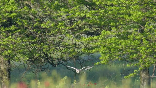 A Short-eared Owl (Asio flammeus) hovers in the air while hunting in its natural habitat. Stunning slow-motion wildlife footage capturing the hunting behavior of this bird of prey.