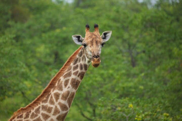Obraz premium South African giraffe (Giraffa camelopardalis giraffa) standing amidst lush green bushveld vegetation