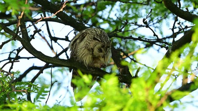 A Long-eared Owl (Asio otus) sits on a branch in its natural habitat, carefully preening its feathers. Beautiful slow-motion wildlife footage showcasing natural bird behavior in the wild.