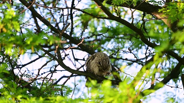 A Long-eared Owl (Asio otus) sits on a branch in its natural habitat, carefully preening its feathers. Beautiful slow-motion wildlife footage showcasing natural bird behavior in the wild.