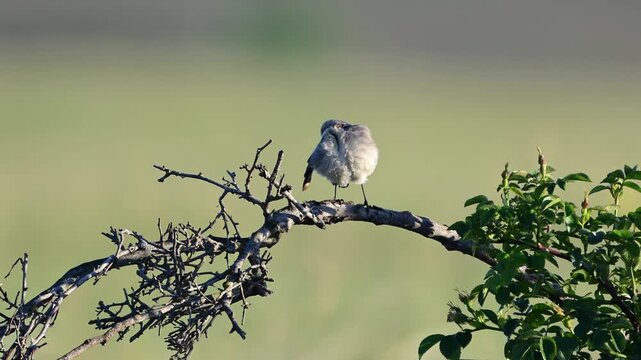A Northern Wheatear (Oenanthe oenanthe) preens its feathers in a natural habitat. Beautiful slow-motion wildlife footage with a soft, attractive background.