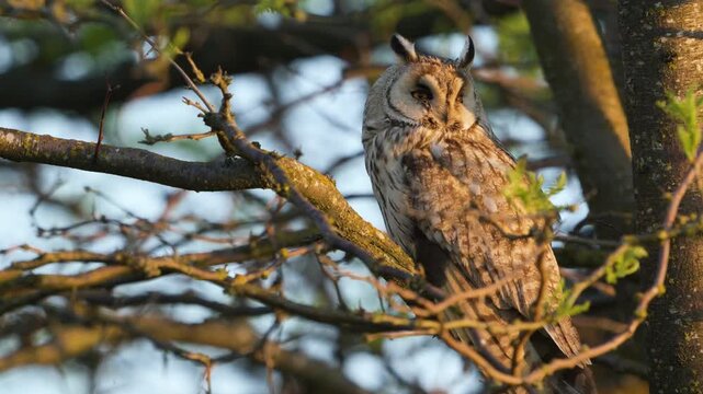 A Long-eared Owl (Asio otus) sits calmly in its natural habitat. Beautiful slow-motion wildlife footage showcasing this majestic bird of prey in the wild.