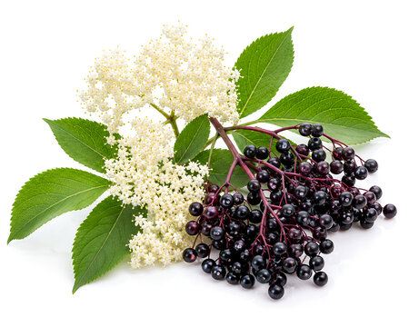 Black elderberry (Sambucus nigra L.) flowers and berries isolated on white background