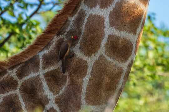Close-up portrait of a South African giraffe (Giraffa camelopardalis giraffa) with a red-billed oxpecker perched on its cheek, South Africa