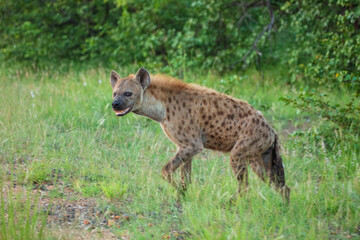 Obraz premium Spotted hyena (Crocuta crocuta) walking forward down a dirt track in the African savanna, South Africa