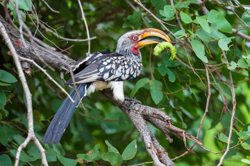 Southern yellow-billed hornbill (Tockus leucomelas) perched on a branch in the bushveld, South Africa © Miroslav Srb