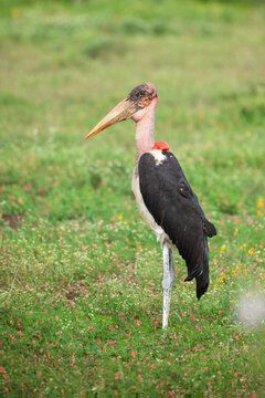 Marabou stork (Leptoptilos crumenifer) standing full-length in a green meadow with small pink flowers, South Africa