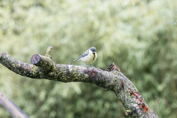 Small titmouse bird perched on a mossy tree branch in soft natural light © StefansFotoGalerij