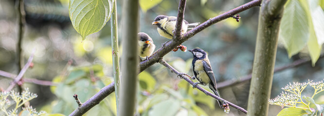Three great tits perched on a tree branch in soft natural light © StefansFotoGalerij