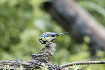 Great tit perched on a weathered branch, looking down intently © StefansFotoGalerij