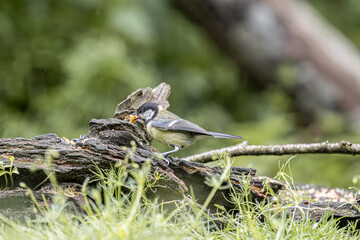 Great tit bird pecking at food on a mossy log in a natural setting © StefansFotoGalerij