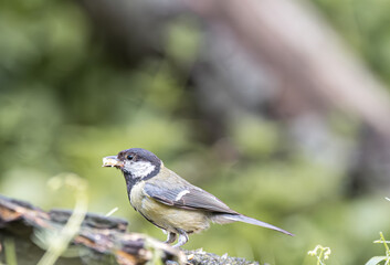 Great tit bird holding food in its beak while perched on a branch © StefansFotoGalerij