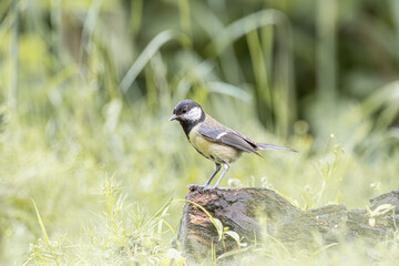 Great tit bird perched on a mossy log in a lush green forest setting © StefansFotoGalerij
