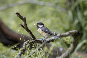 Great tit bird perched on a branch with food in its beak © StefansFotoGalerij