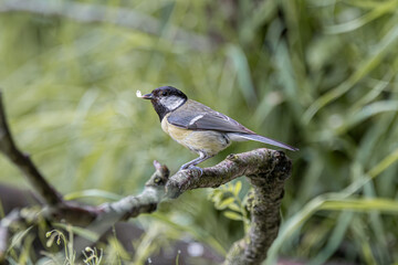 Great tit bird perched on a mossy branch with food in its beak © StefansFotoGalerij