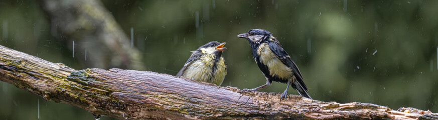 Two great tits sheltering from the rain on a mossy tree branch © StefansFotoGalerij