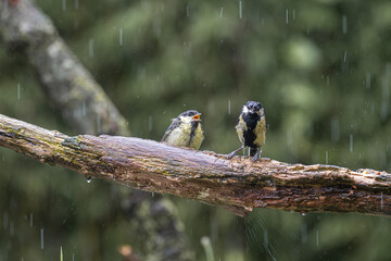 Two great tits sheltering on a wet branch during a rain shower © StefansFotoGalerij