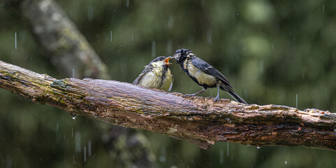 Great tit parent feeding chick on a wet branch during rainfall © StefansFotoGalerij
