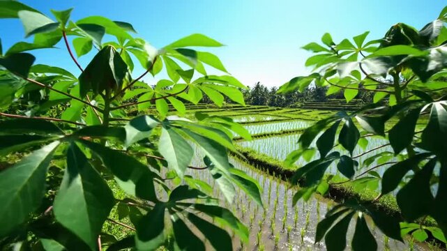Lush green cassava plant frames a vibrant rice terrace landscape on a sunny day under a bright blue sky.