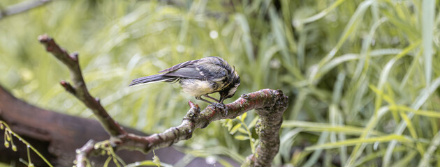 Small bird perched on a mossy branch in soft green foliage © StefansFotoGalerij