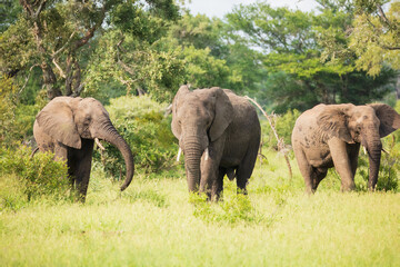 Fototapeta premium A small herd of African bush elephants (Loxodonta africana) walking through green savanna grassland, South Africa