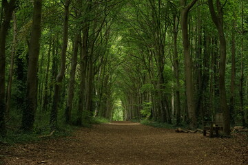 Fototapeta premium roman road, wandlebury country park, cambridgeshire, May 2026, trees, woods, nature, spring, green tunnel, shade, green path
