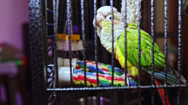 The bird is sitting on a soft platform inside a cage. It is preening its feathers while surrounded by colorful toys and items that add interest to the space.