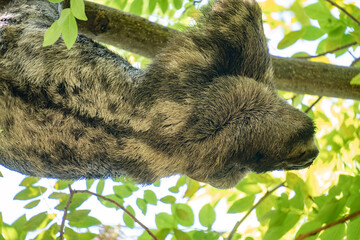 Obraz premium Brown-throated sloth (Bradypus variegatus) in a tree in Centennial Park, in Cartagena, Colombia