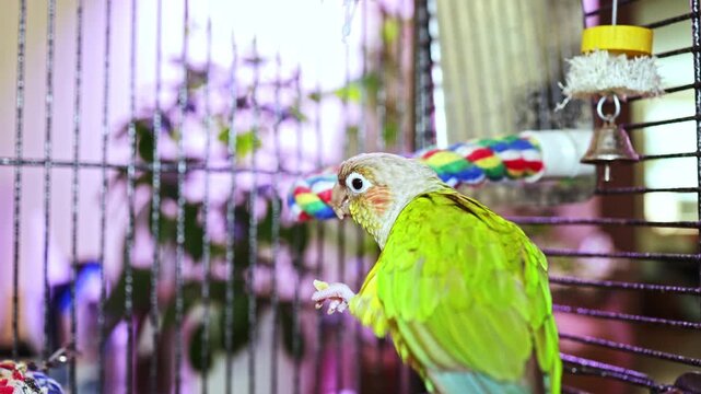 A colorful bird is seen in its cage, interacting with toys and exploring the environment. It enjoys its time during the afternoon in a cozy home setting with plants in the background.