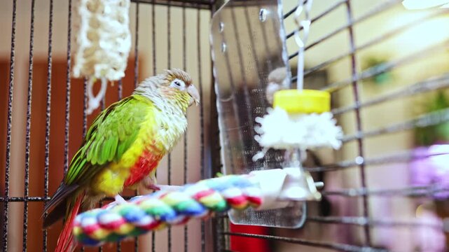 A small bird with bright feathers is perched on a colorful rope inside a cage. It looks at its reflection in a mirror. The setting is warm and inviting, showing signs of home life.