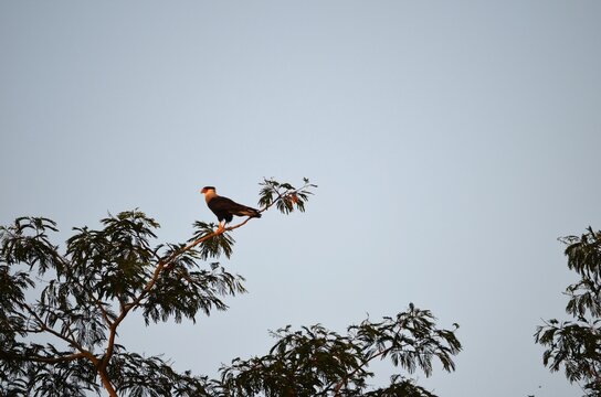 Carcar&aacute;, Caracara plancus, Gavi&atilde;o, Natureza, Brasil