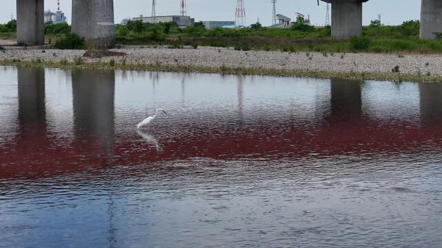 White egret wades in red-stained river water. Bridge pillars stand tall above the murky surface. Reflections ripple with subtle water movement. Animal calmly searches for prey among unnatural hues