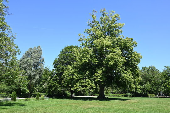 Stadtgarten in Achern