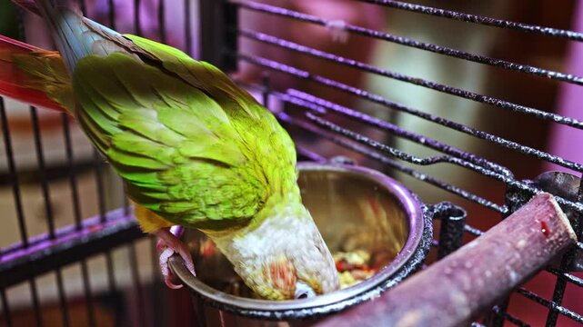 A green parrot is seen eating from a bowl inside its cage. The setting is a cozy room with warm lighting. The parrot enjoys its meal while surrounded by the cage bars.
