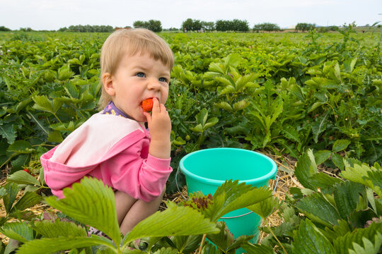Cute little girl eating fresh strawberry on a farm field