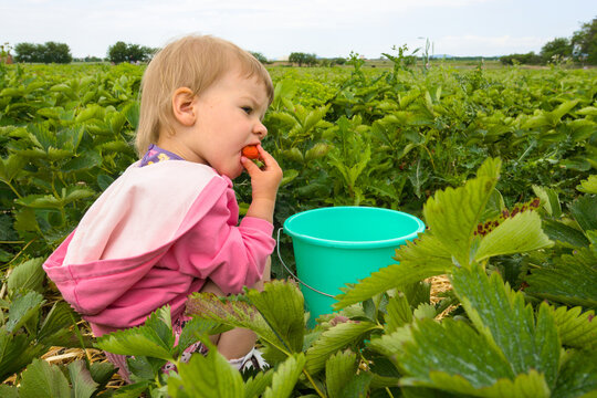 Cute little girl eating fresh strawberry on a farm field