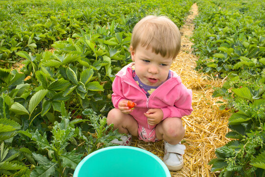 Cute little girl eating fresh strawberry on a farm field