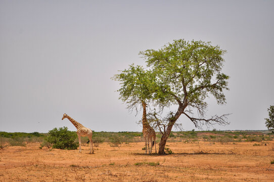 West African Giraffe in the Savanna of Niger