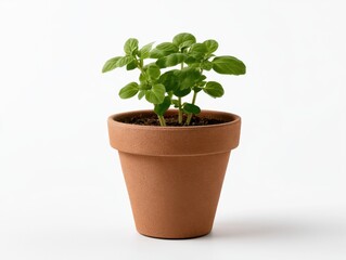 Fototapeta premium Fresh Green Plant in Terracotta Pot on White Background for Growth Concept